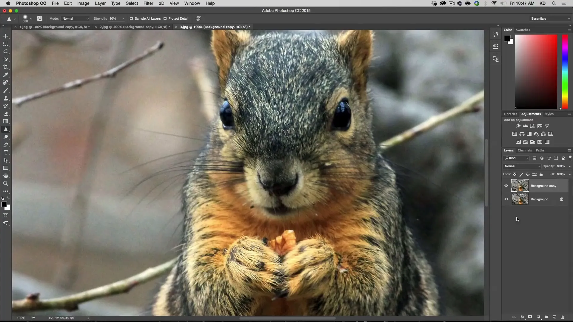 Sharpening tool applied to animal image in Photoshop